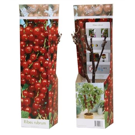 Ribes Rubrum