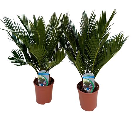 Cycas Revoluta 8+