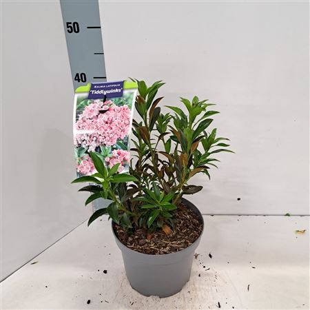 Kalmia Lat Tiddlywinks