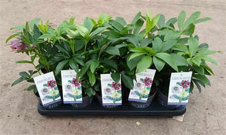Helleborus Orientalis Xl Mix