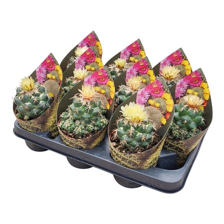 Coryphantha Andreae Potcover
