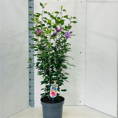 Hibiscus Syr Flower Tower Purple