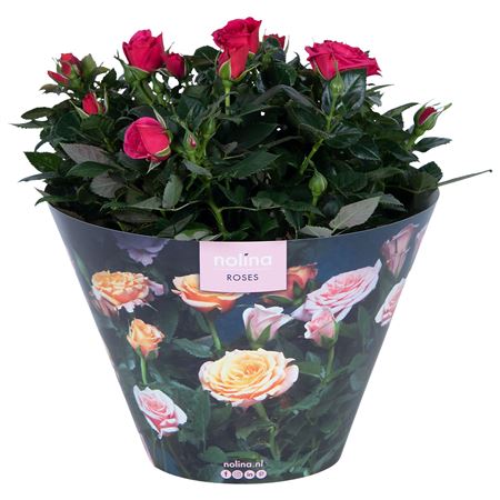 Rosa Deep Pink Excellent Bowl