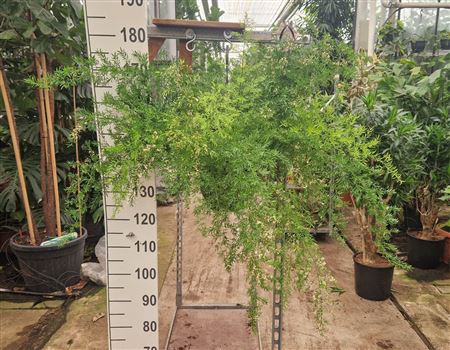 Asparagus Hangplant Xl