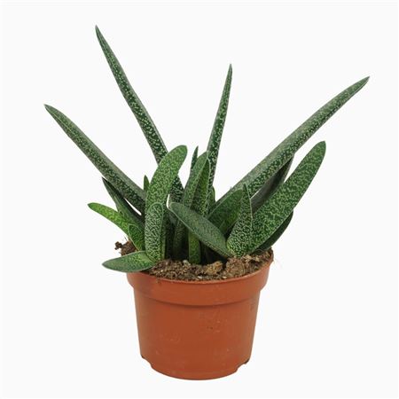 Gasteria Verrucosa 10,5 Cm