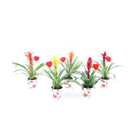 Bromelia Mix True Love Hart Cover + Steker