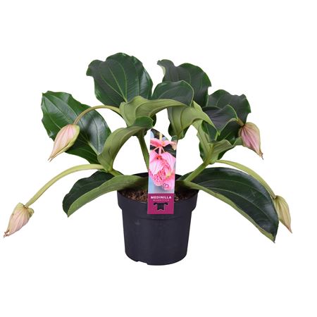 Medinilla Magnifica 4+