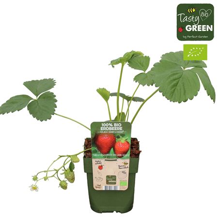 Fragaria An Korona Bio