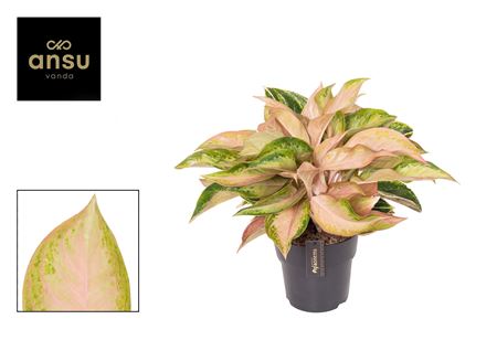 Aglaonema Guave Pink