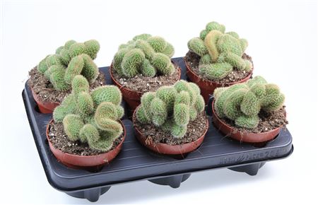 Hildewintera Aureispina