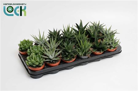 Haworthia Mix