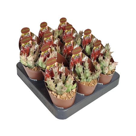 Caralluma Hesperidum Potcover