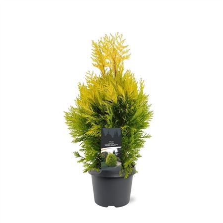 Thuja Plic 4ever Goldy