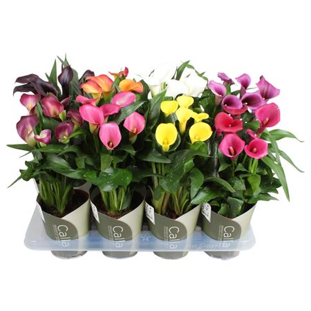 Zantedeschia Mix 4+ Potcover