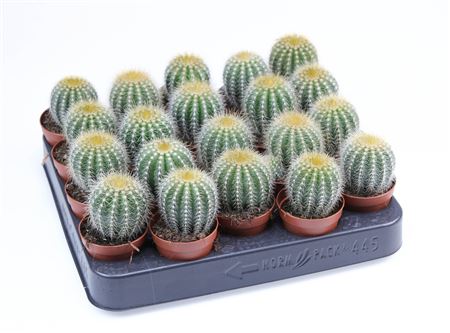 Eriocactus Magnificus