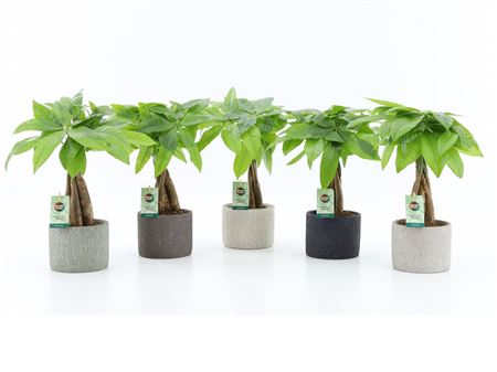 Pachira Aquatica Gevlochten Stam In Classic Stone