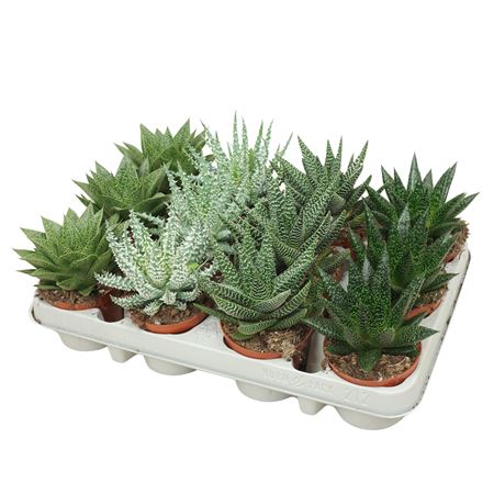 Aloe Gasteria Mix