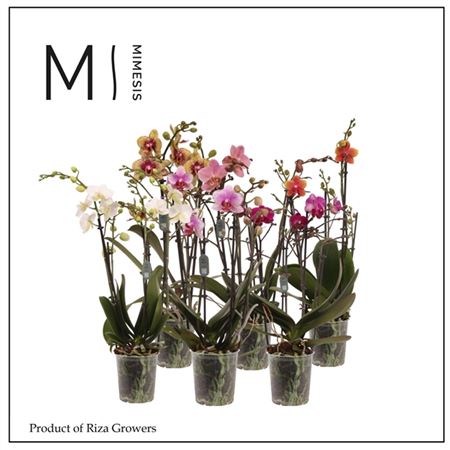 Phal Multi 4st Mix 28+ (orchid Growers)