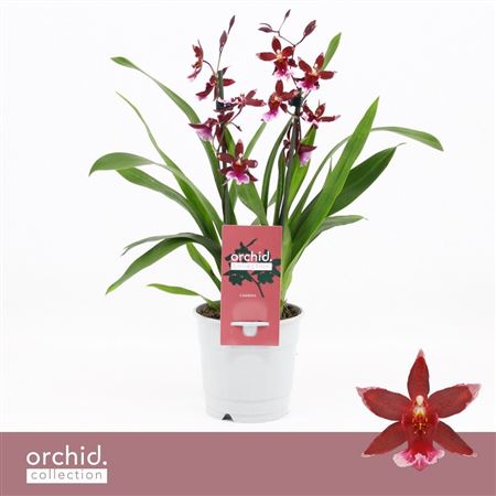 Barrocco Red 2st Compact Orchid Collection