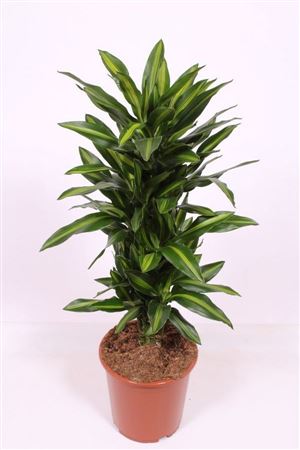 Dracaena Silindo