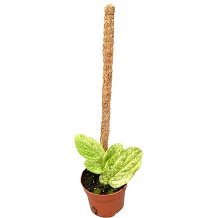 Rhaphidophora Korthalsii Marble Aurea.
