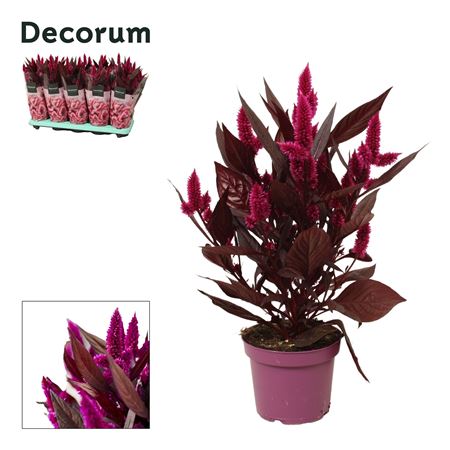 Celosia Mystic Shades Sleeve (decorum)