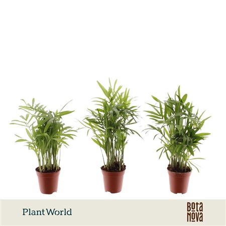 Chamaedorea Tiny (decorum)