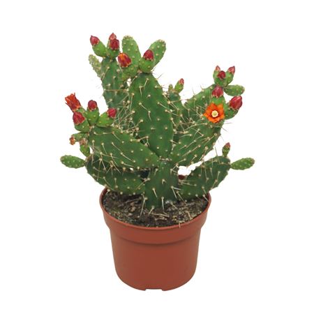 Opuntia Quitensis Flowering