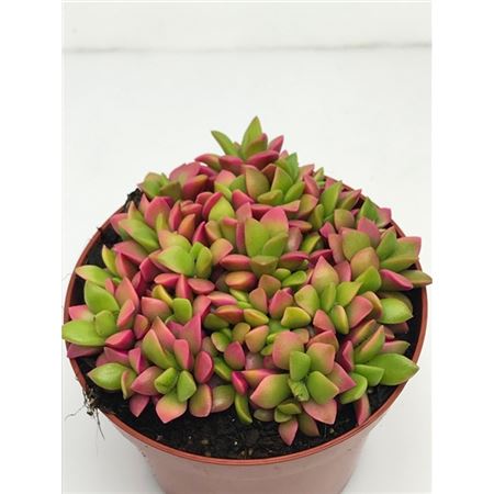 Anacampseros Rufescens Pink Lips