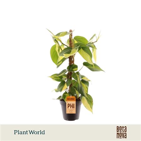 Philodendron Scandens Brasil Mosspole