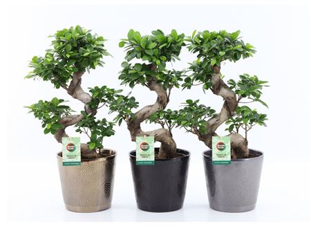 Ficus Ginseng S-type Infinity Ceramic