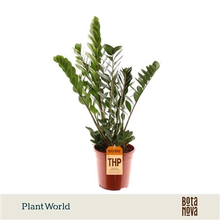 Zamioculcas 8+
