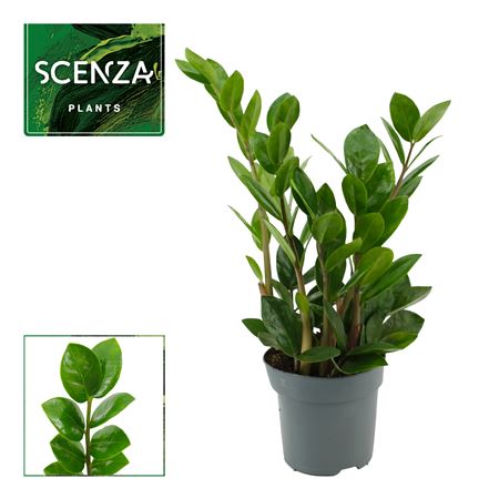 Zamioculcas Lima 3+ Scenza