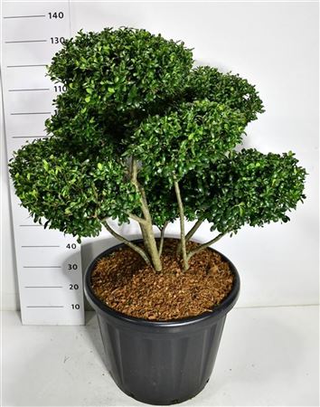 Ilex Cren Hetzii