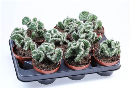 Opuntia Cylindrica