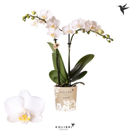 Phal 2st Finland 22+ (ok)