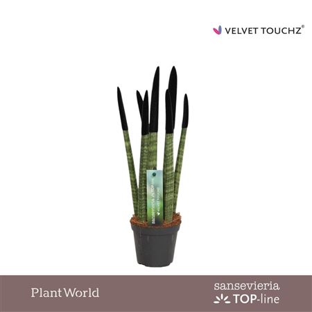 Sansevieria Velvet Touchz Black