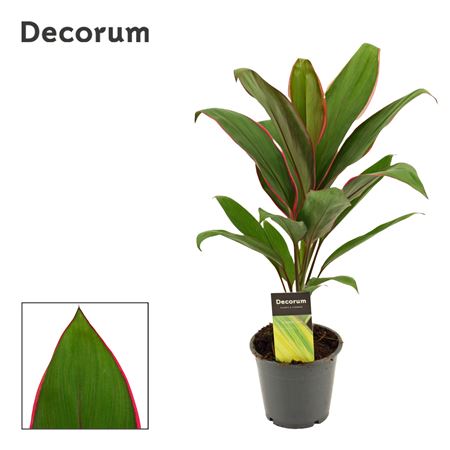 Cordyline Salsa (dec)