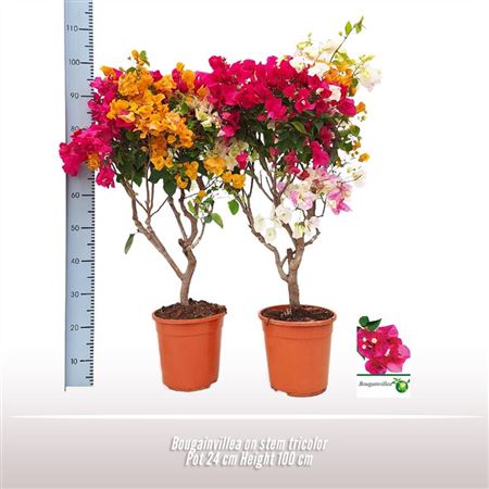 Bougainvillea Pyramid