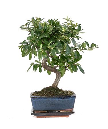 Bonsai Pyracantha Sp. Pz-erwiam