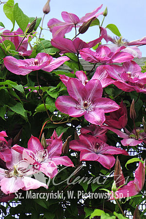 Клематис гибридный Бещады