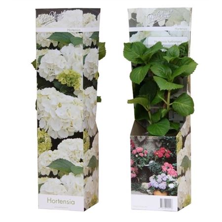 Hydrangea Ma Wudu White Young Plants