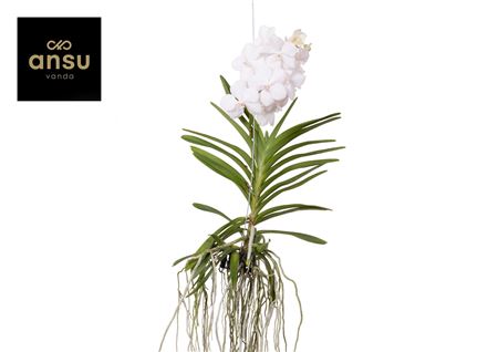 Vanda Diamond White Large