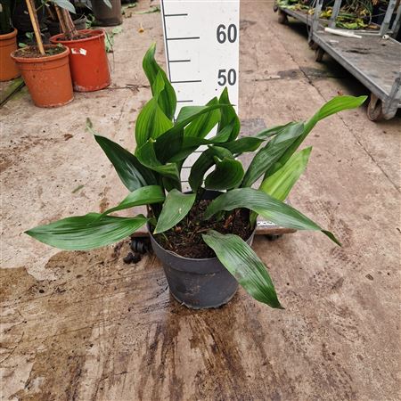 Aspidistra