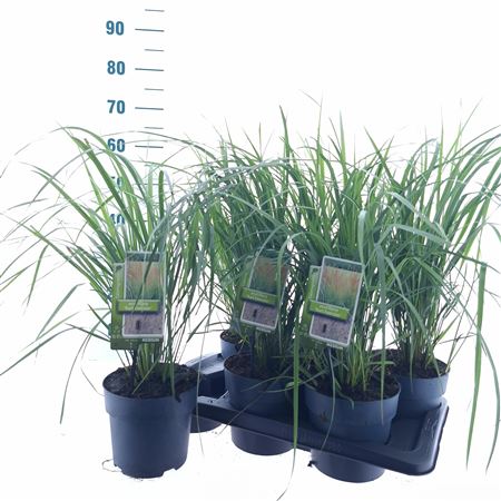 Calamagrostis Acut Karl Foerster