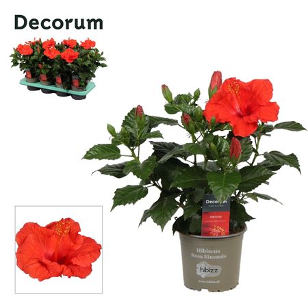 Hibiscus Bordeaux Red (decorum)