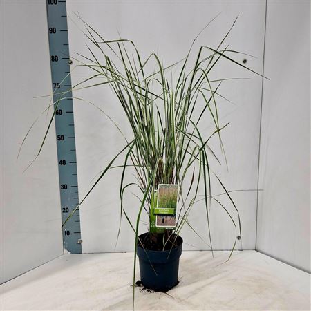 Calamagrostis Acutiflora Overdam