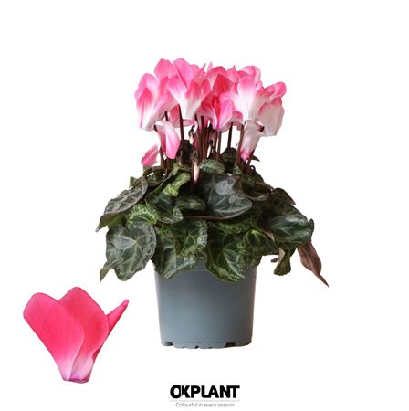 Cyclamen Indiaka Salmon