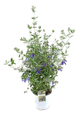 Teucrium Fruticans