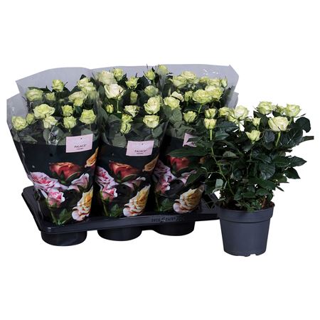 Rosa Palace White